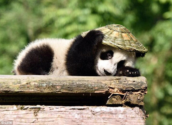 Panda 1