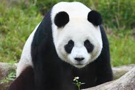 Panda 3