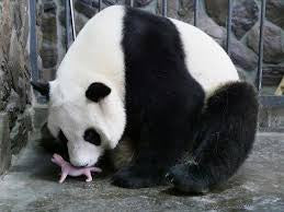 Panda 2